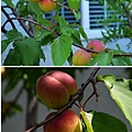 0523Apricot1.jpg