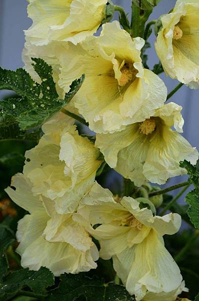 0526Hollyhock1.jpg