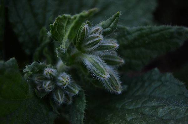 0531Borage1.jpg