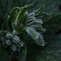 0531Borage1.jpg