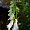 0509Foxglove2.jpg