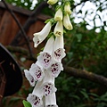 0514Foxglove1.jpg