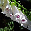 0520Foxglove1.jpg