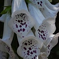 0929Foxglove1.jpg