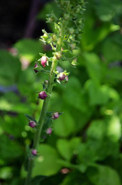 0524Verbascum1.jpg