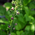 0524Verbascum1.jpg