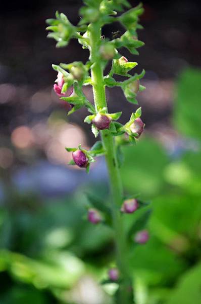 0524Verbascum2.jpg