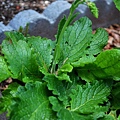 0527Verbascum3.jpg