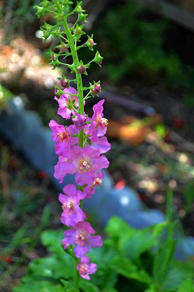 0527Verbascum5.jpg