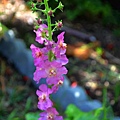 0527Verbascum5.jpg