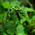 0529Verbascum2.jpg