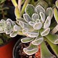 0603Succulent1.jpg