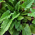 0604StrawberrySpinach1.jpg