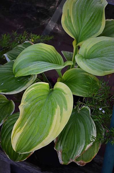 0826Hosta1.jpg