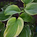 0826Hosta1.jpg