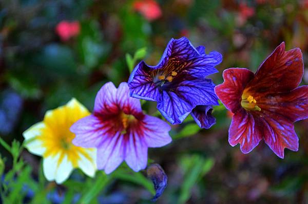 繽紛色彩的美人襟 Salpiglossis Myallyalan的部落格 痞客邦