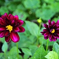 0721Dahlia2.jpg