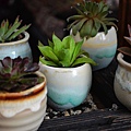 1009Succulent1.jpg