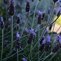 0510Lavendar1.jpg