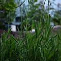 0608Lavendar2.jpg