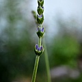 0618Lavendar2.jpg