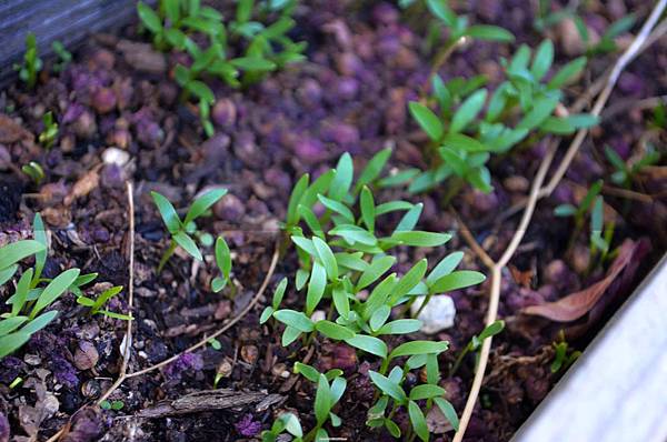 1024Cilantro1.jpg