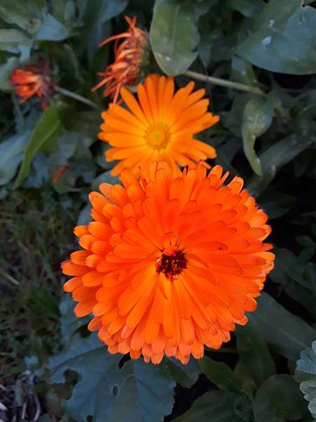 0117Calendula1.jpg