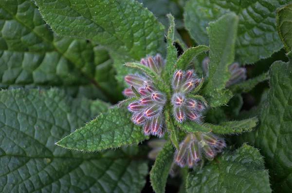 0122Borage1.jpg