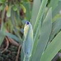 0302Iris1.jpg