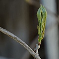 0311Wisteria1.jpg