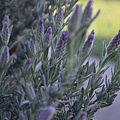 0314Lavendar1.jpg