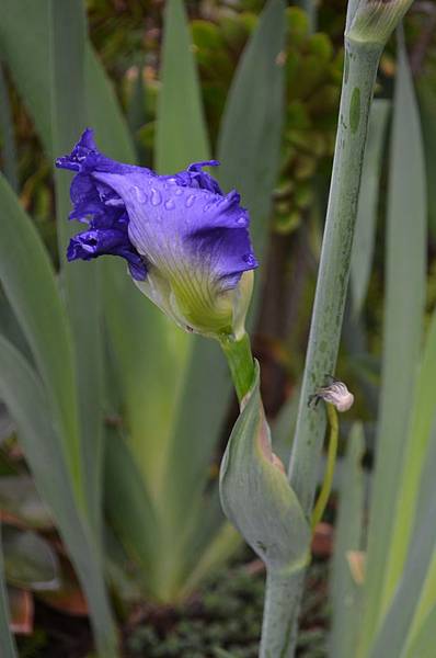 0326Iris1.jpg