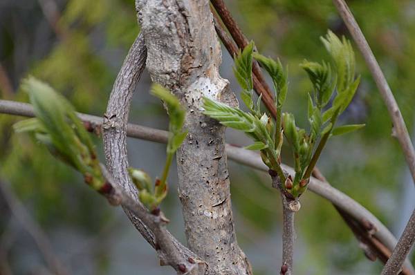 0330Wisteria1.jpg