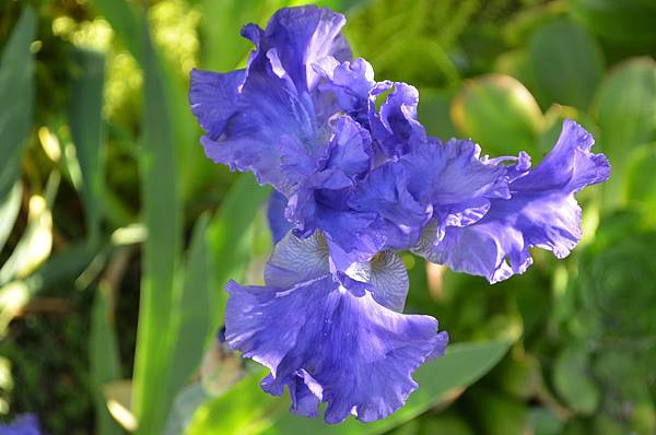 0402Iris1.jpg