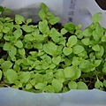 0405Marjoram1.jpg