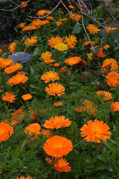 0406Calendula1.jpg