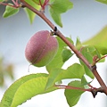 0412Apricot1.jpg