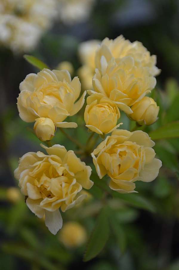 很像薔薇的攀爬高手木香花lady Banks Rose Myallyalan的部落格 痞客邦 很像薔薇的攀爬高手木香花lady Banks Rose Myallyalan的部落格 痞客邦