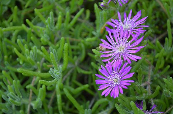 0423IcePlant2.jpg