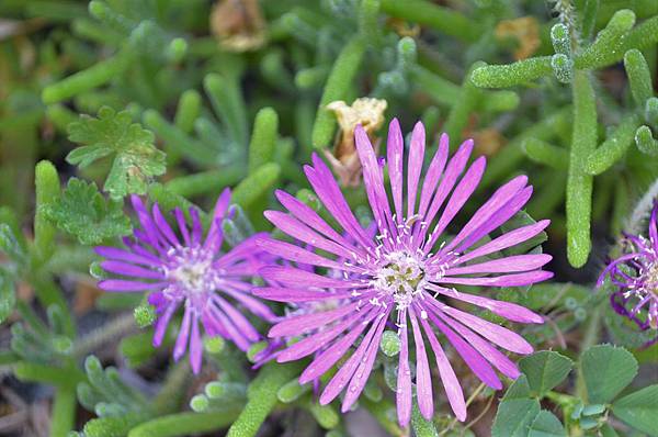 0423IcePlant3.jpg