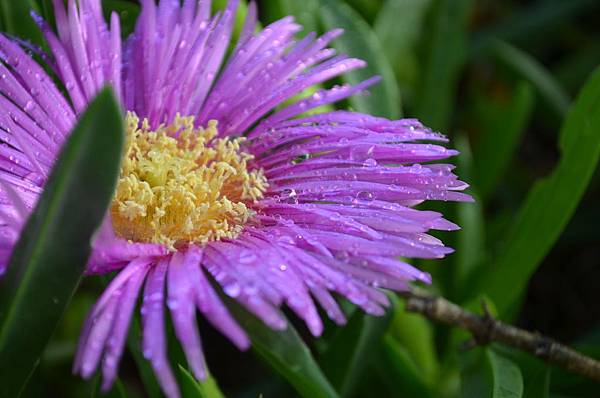 0424IcePlant5.jpg