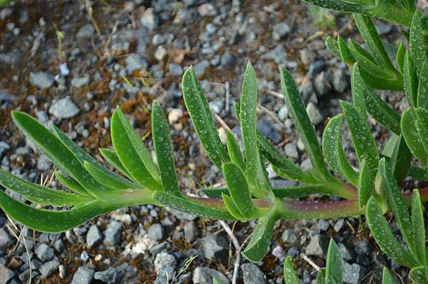 0424IcePlant2.jpg