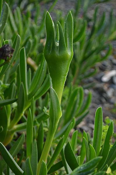 0424IcePlant7.jpg