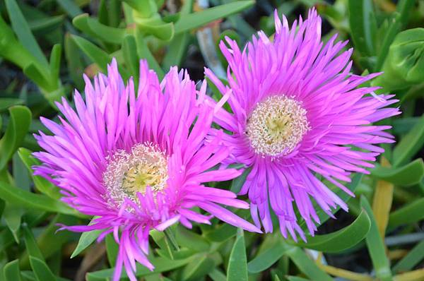 0424IcePlant9.jpg