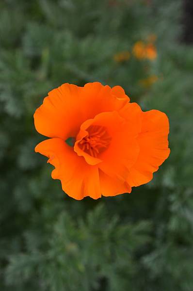 0404Poppy1.jpg