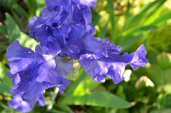 0331Iris1.jpg