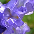 0427Iris1.jpg