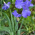 0425Iris2.jpg