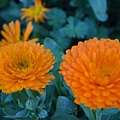 0218Calendula1.jpg