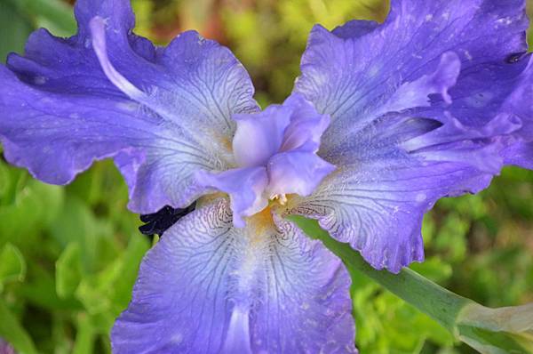 0420Iris1.jpg